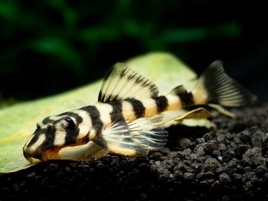 Pleco Mariposa L168/L052