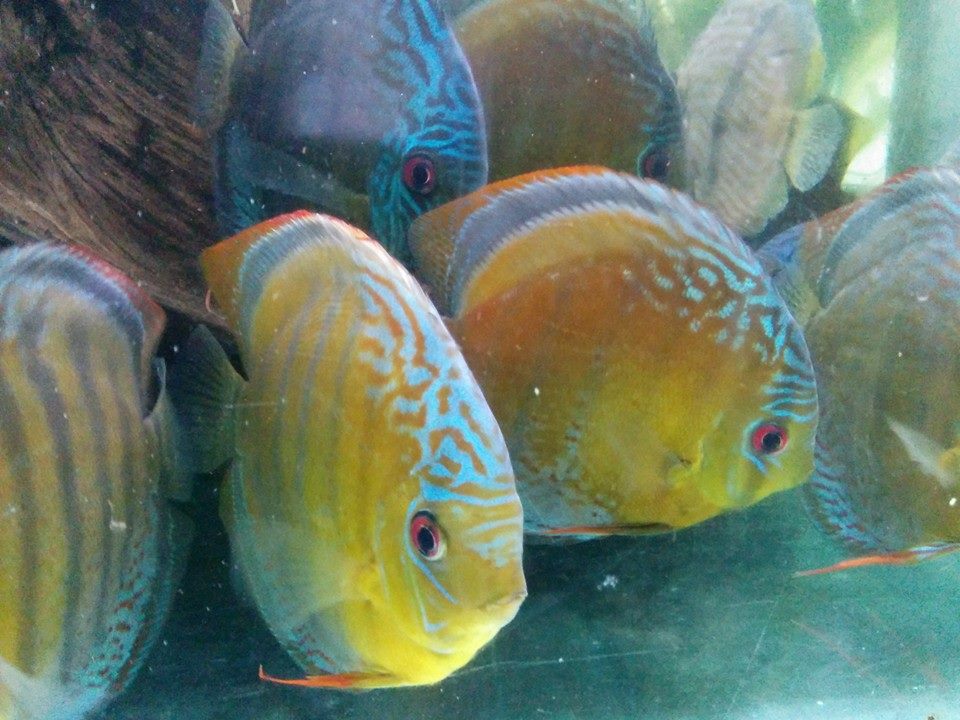 Discus Manacapuru Blue