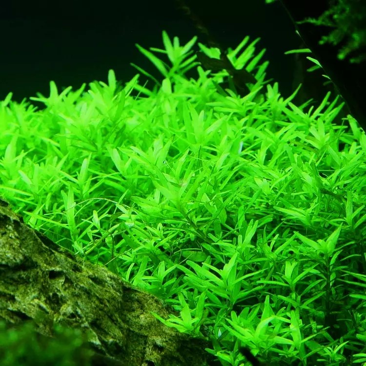 ROTALA ROTUNDIFOLIA GREEN