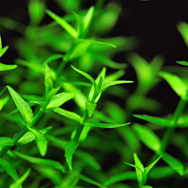 GRATIOLA VISCIDULA