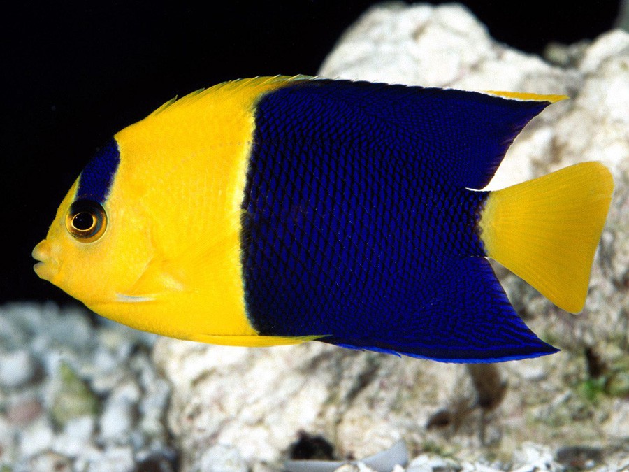 Angel Enano Bicolor