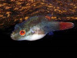 Puffer de Ojos Rojos
