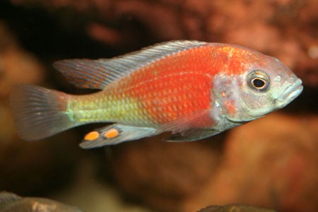 Haplochromis Salmon Hippo Point