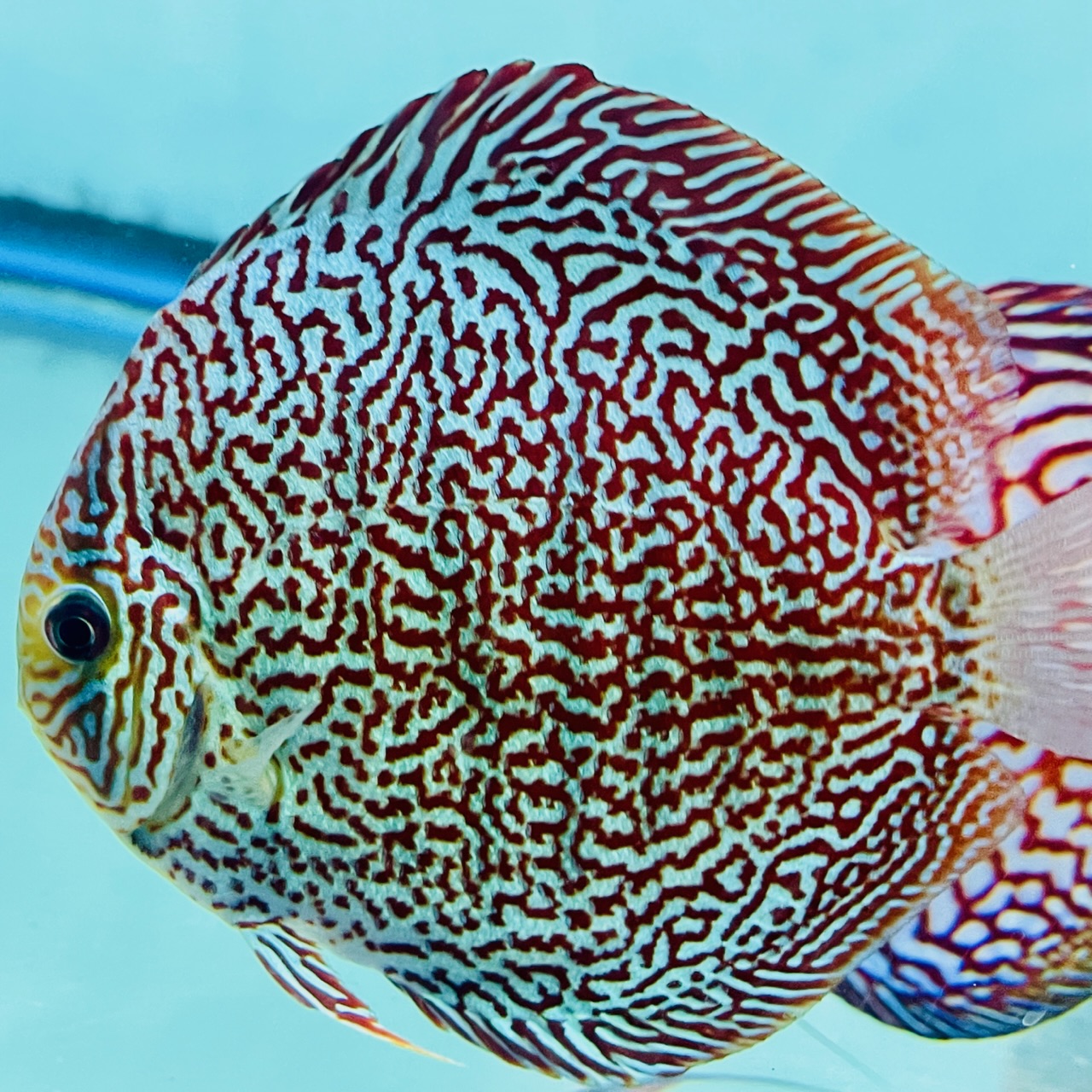 Discus King Viper