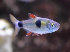 Tetra de Puntos Negros
