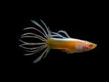 Lebiste Crowntail Casal