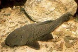 Rhinelepis áspera