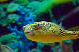 Puffer Fahaka