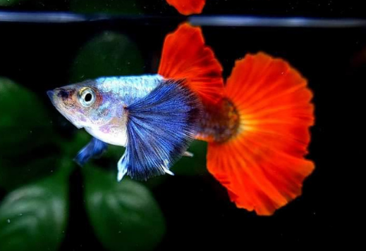 Lebistes Dumbo Red Tail Casal
