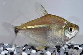 Poptella Paraguayensis