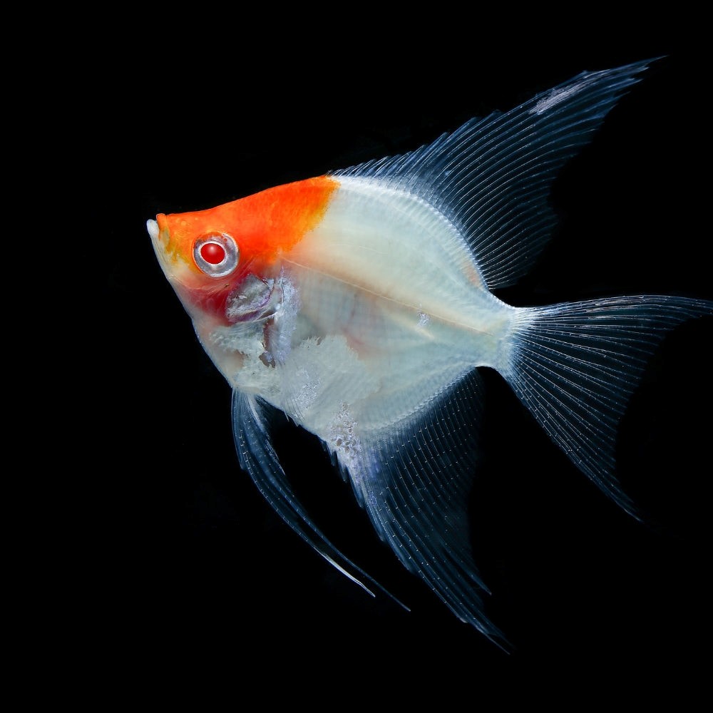 Scalar Koi Albino