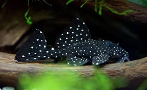 Pleco Vampiro / Galaxia L240