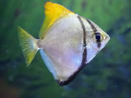 Monodactilus Argenteus