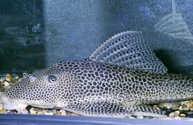 Hypostomus sp Rio Parana