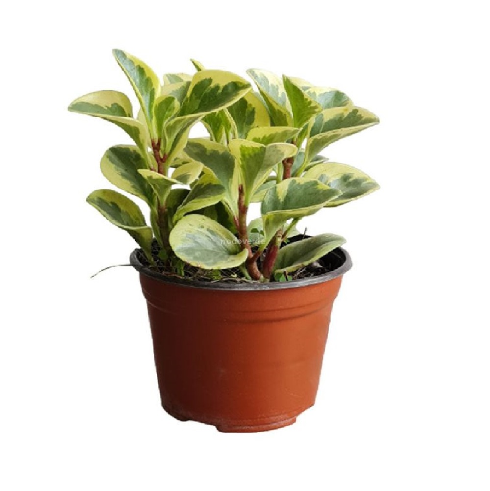 PEPEROMIA VARIEGADA M12