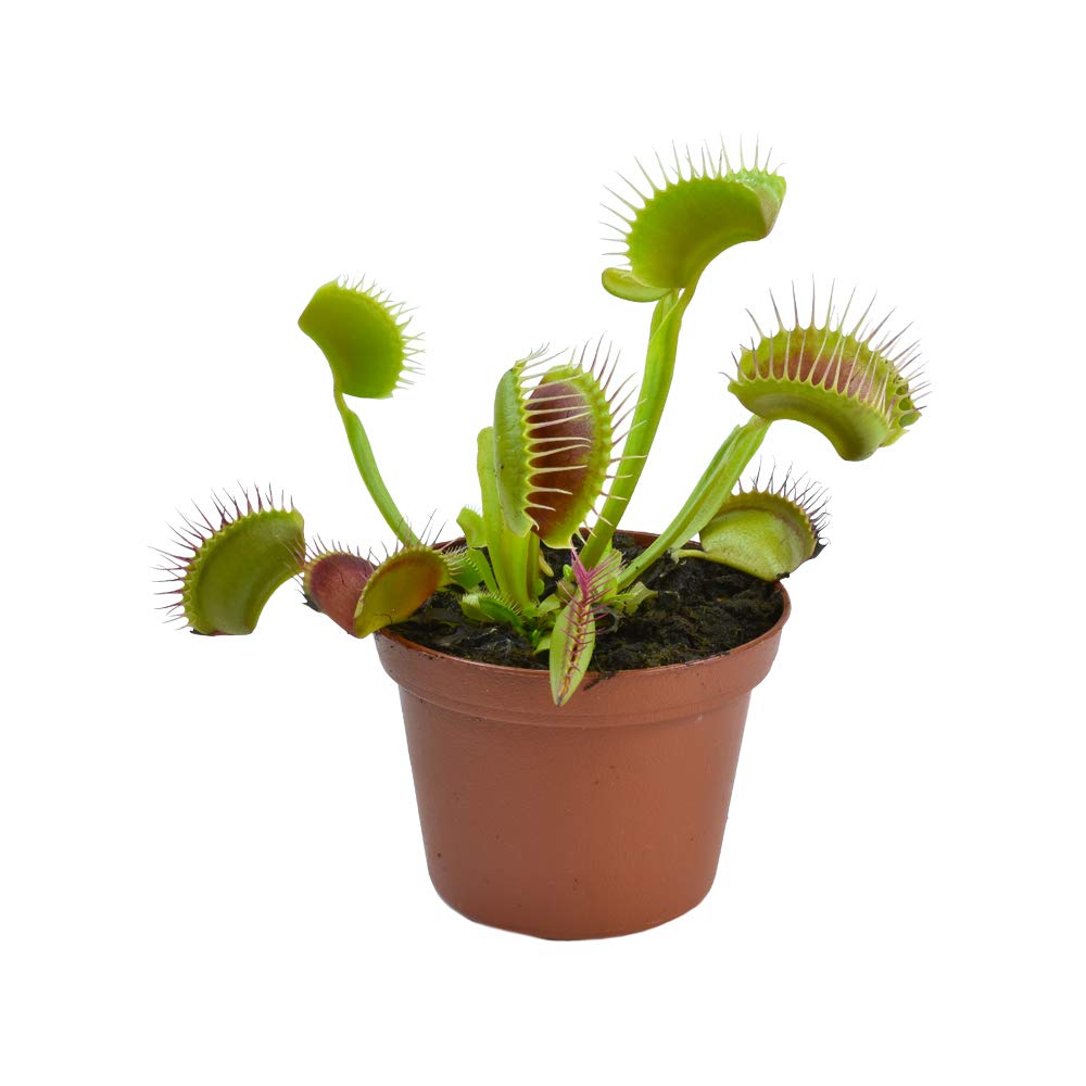 VENUS FLY TRAP (DIONAEA) M06