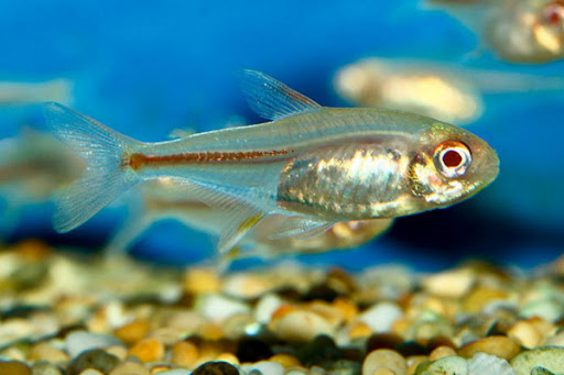 Tetra glowlight Albino