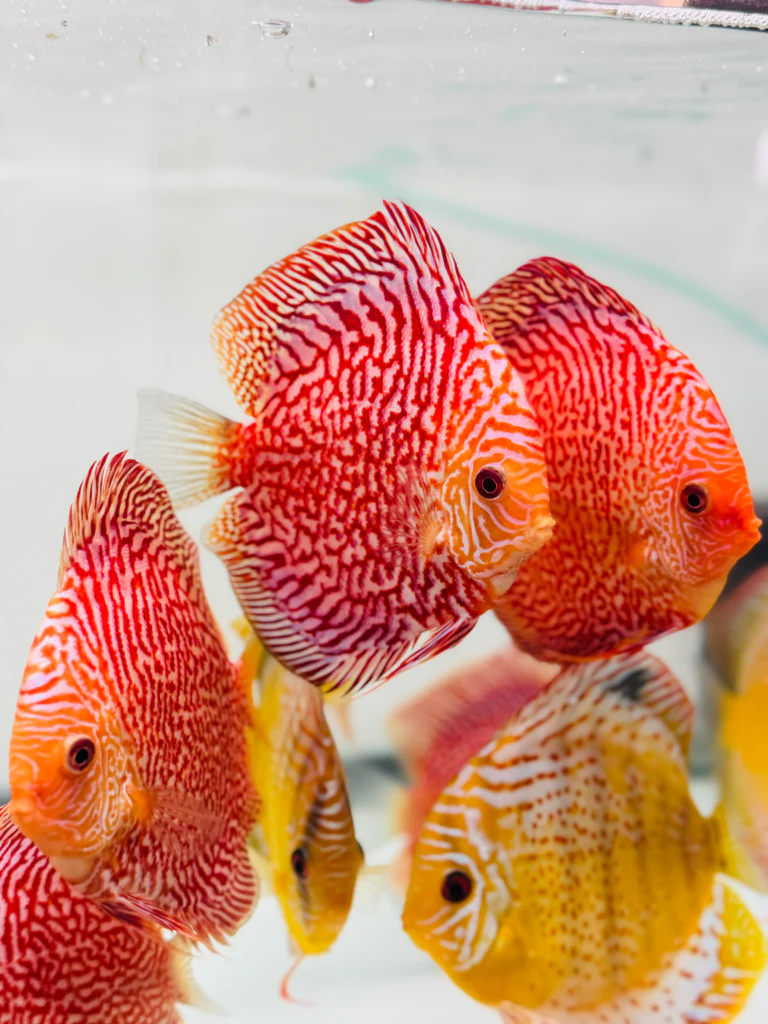 Discus pigeon Snake