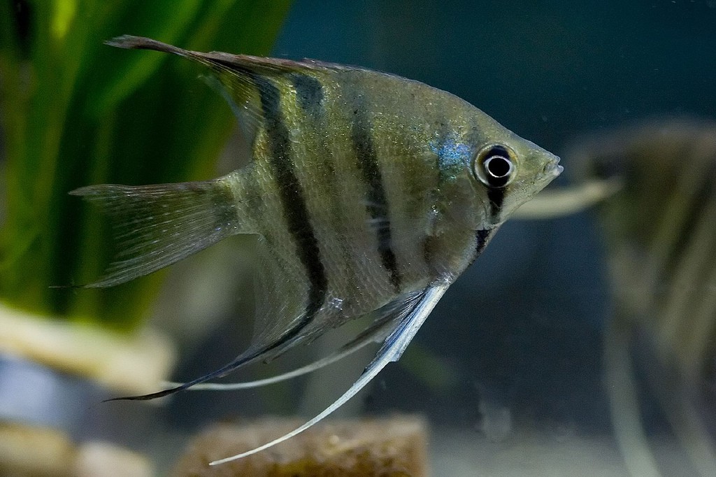 Pterophyllum Leopoldi