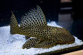 Megalancistrus Parananus