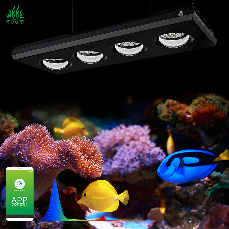 WEEK AQUA Z250 PROSEA 60W