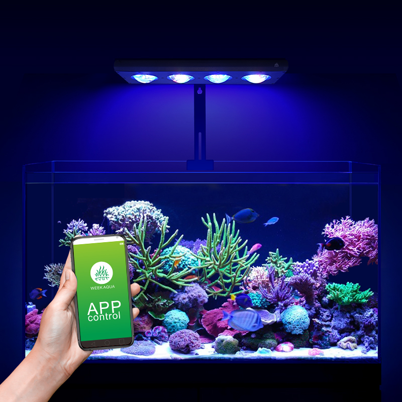 WEEK AQUA Z250 PROSEA 60W