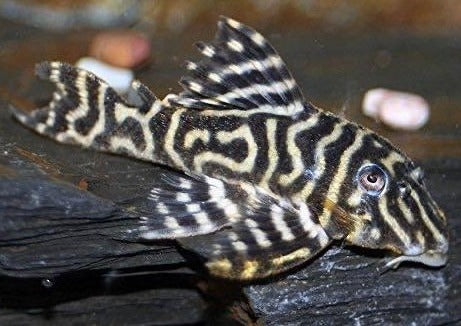 Pleco Zebra Colombia L340