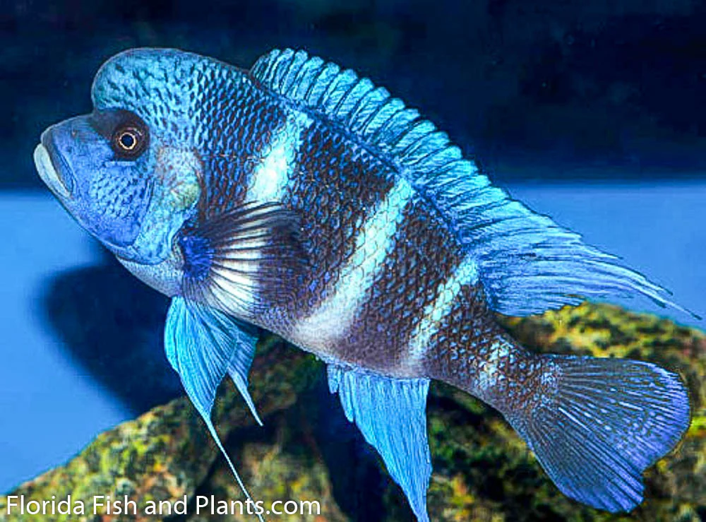 Frontosa Blue