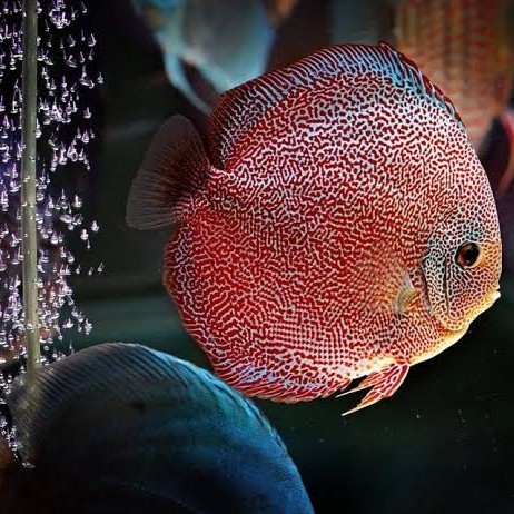 Discus Súper Panthera