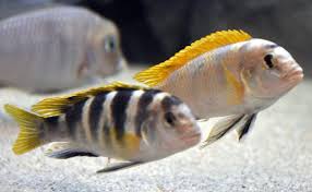 Labidocromis Perlmut