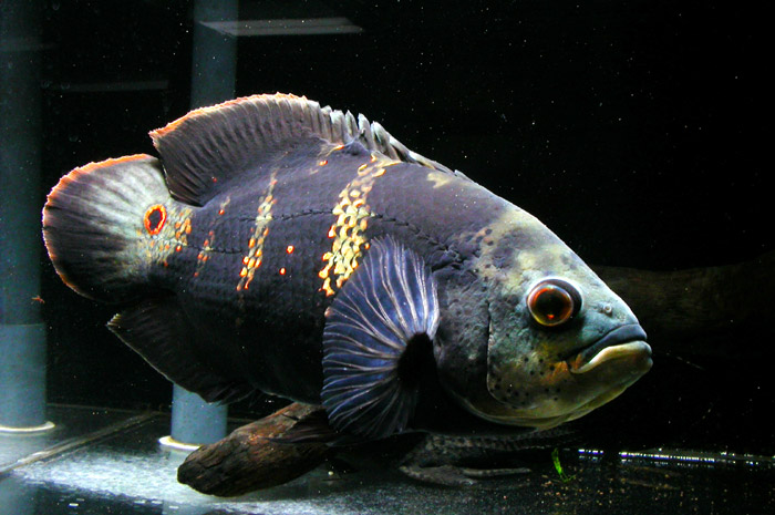 Astronotus Crassipinis