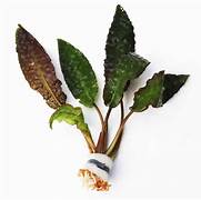 Cryptocorine Hudoroji