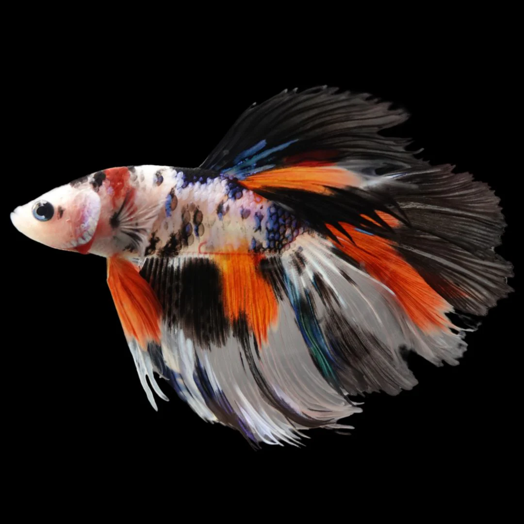 Betta HM Multicolor Macho