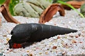 Caracol Black Devil