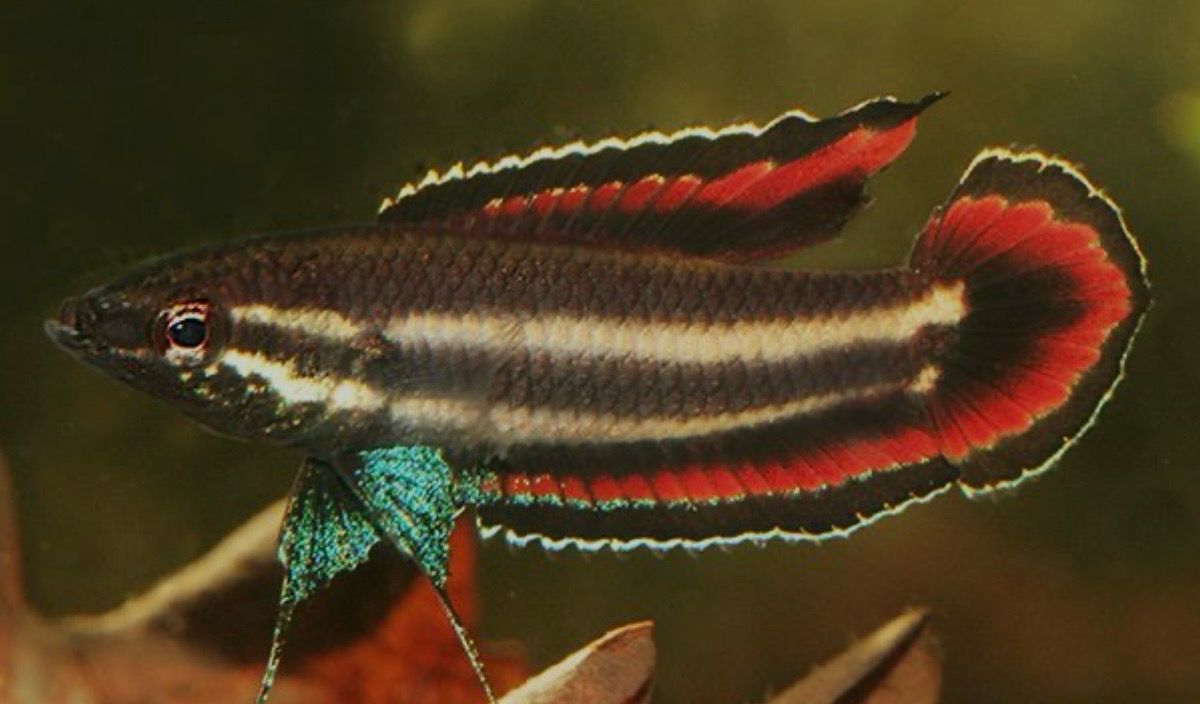 Gurami enano Juelinae