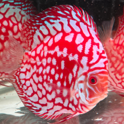 Discus Pigeon Checkerboard