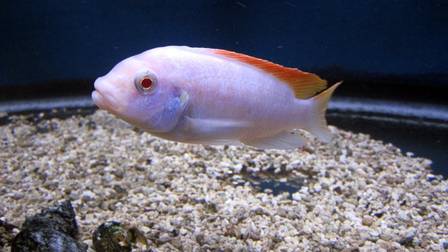 Greshakei Albino
