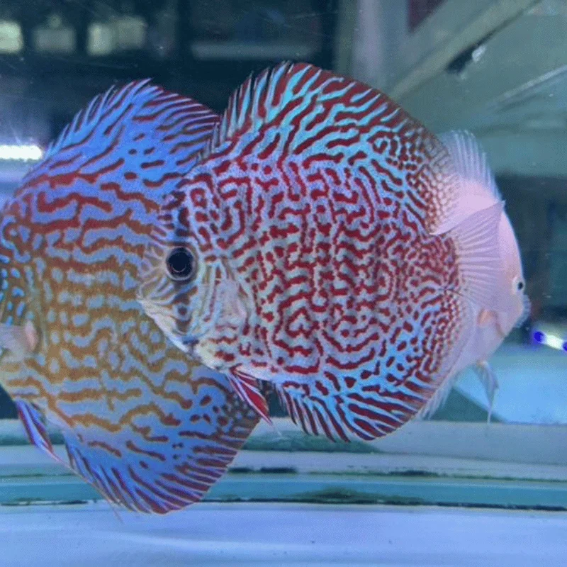 Discus Tiger Turquesa
