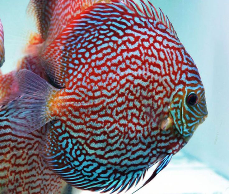Discus Galaxy Turquesa