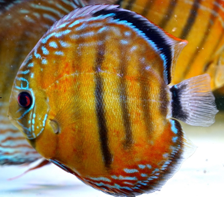 Discus Ica Red Spoted