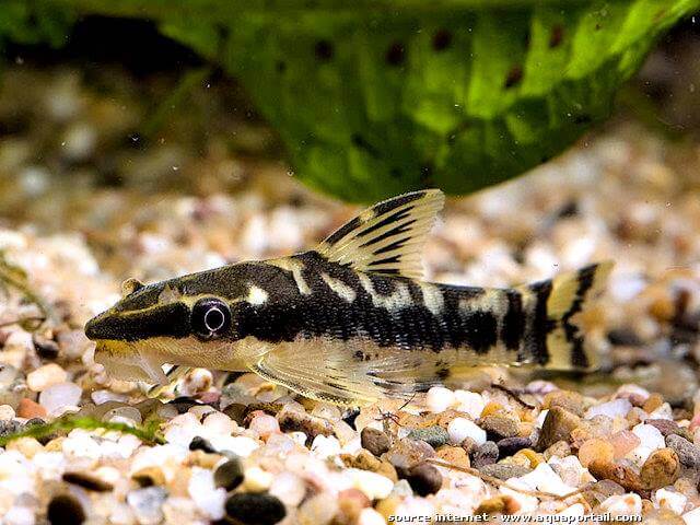 Paraotocinclus Cocama