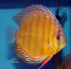 Discus Manacapuru Red