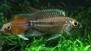 Apistogramma Cruzi