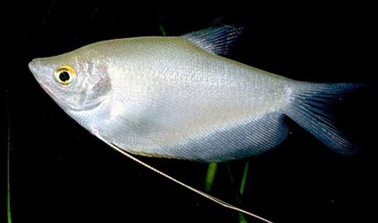Trichogaster Microlepis