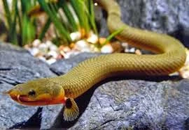 Pez Serpiente Calamita