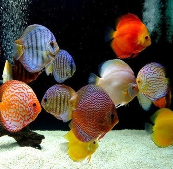 Discus Adulto Selección
