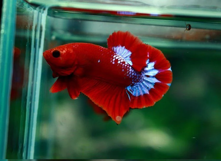 Betta HMPK Hellboy Casal Grado A