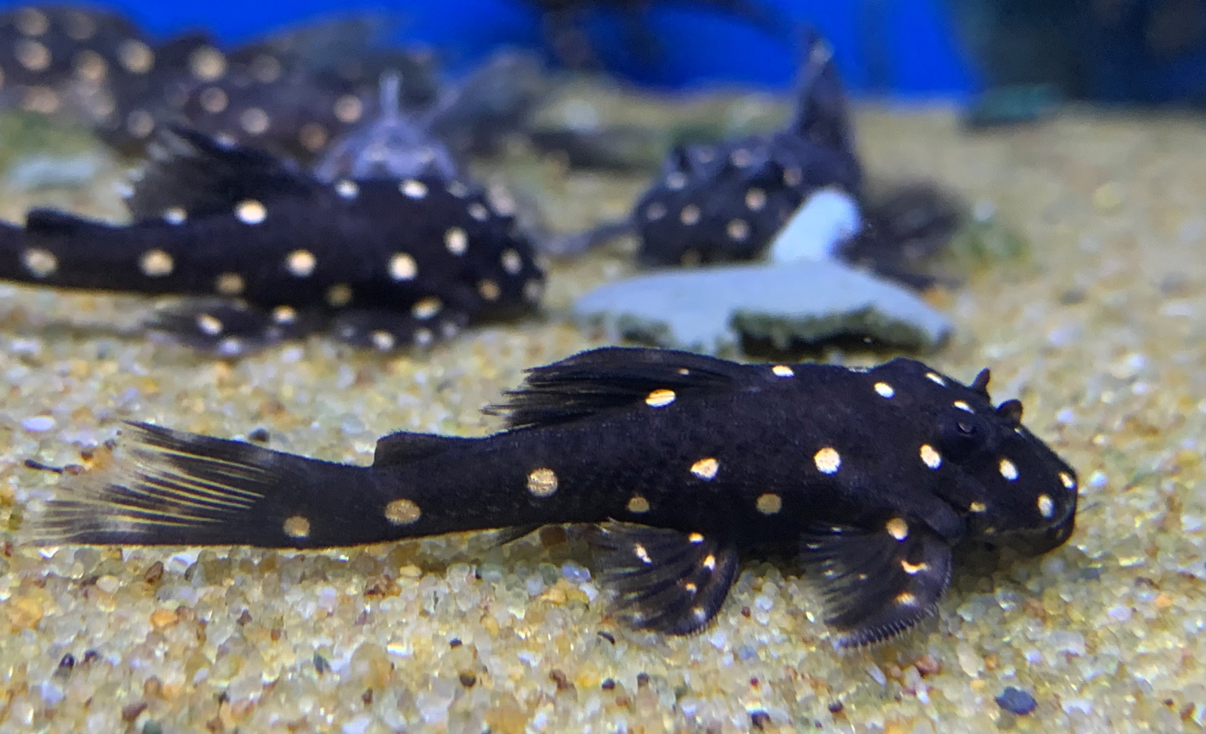 LDA031 Pleco Galaxia