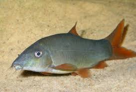 Botia Modesta