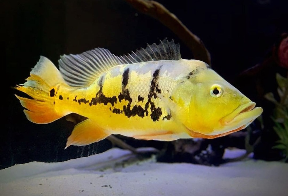 Tucunare Monoculus